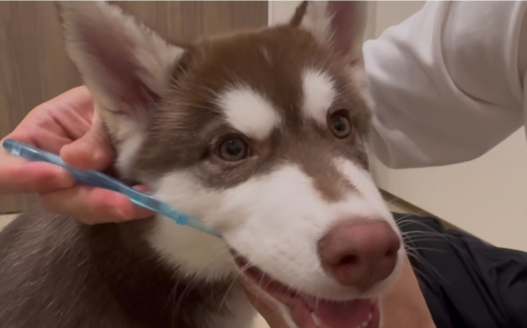 歯みがきのお手入れを受ける子犬のハル