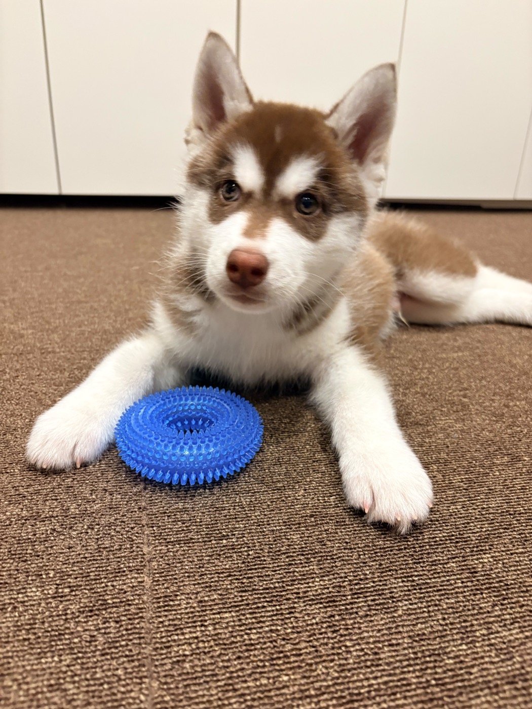 青いおもちゃを前に伏せる子犬のハル
