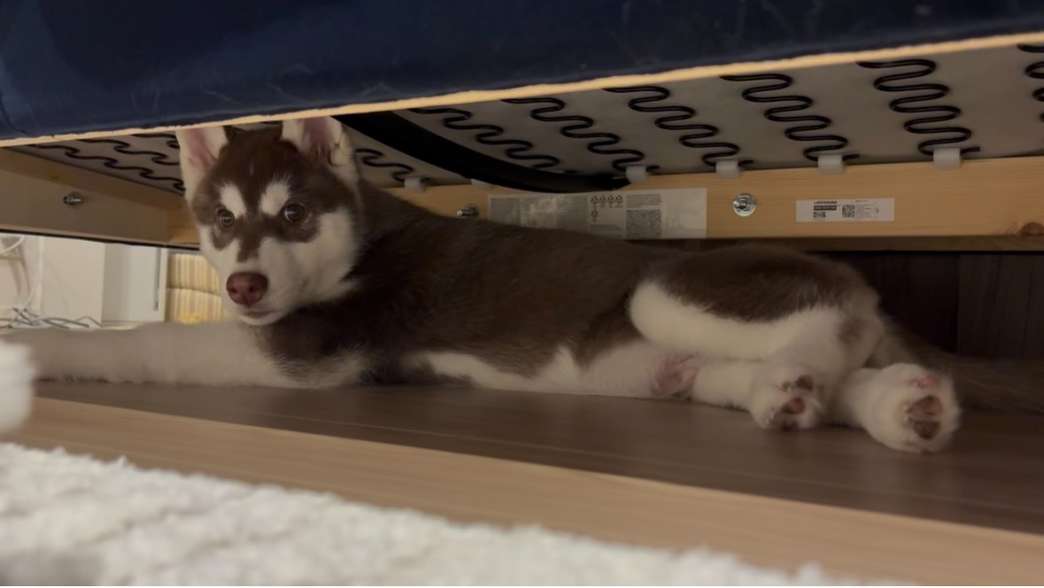 ソファの下でくつろぐ子犬のハル
