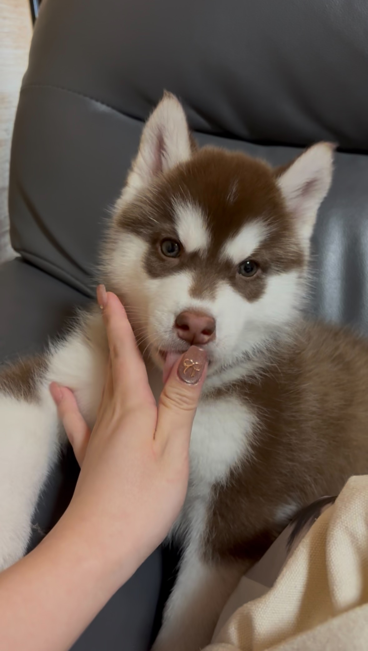 飼い主の手に寄り添う子犬のハル