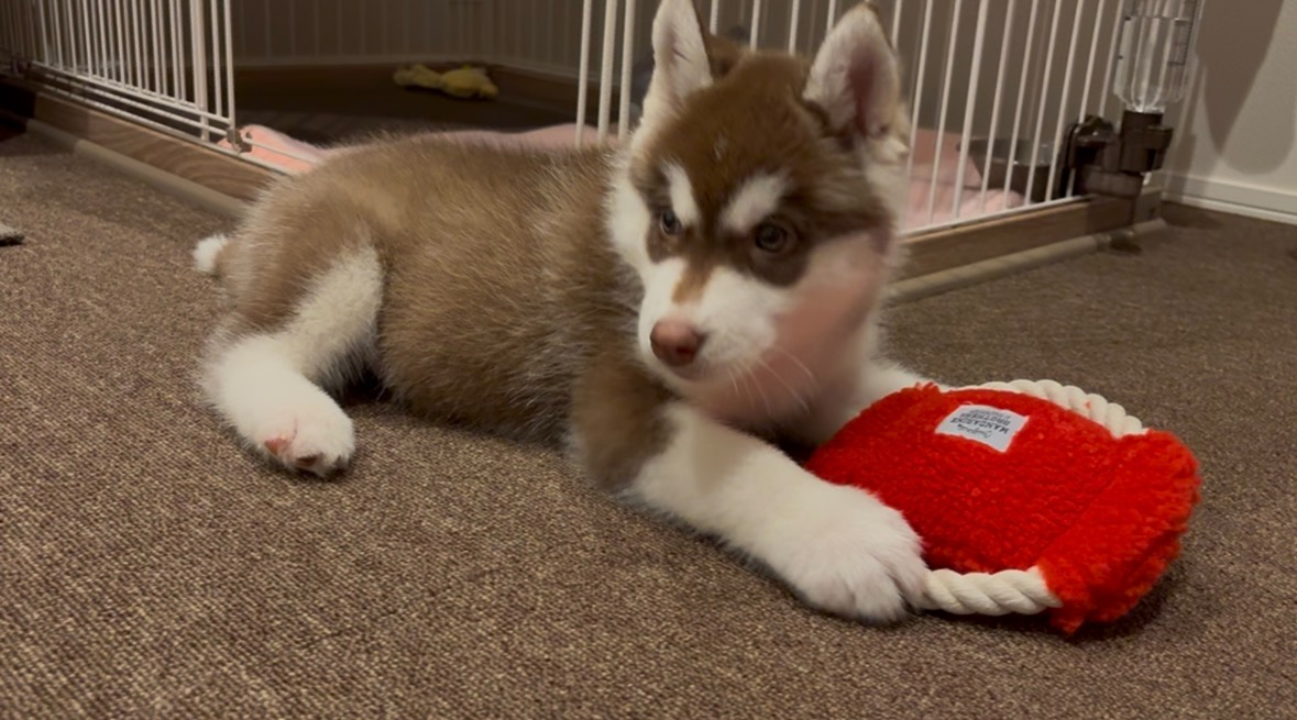 赤いおもちゃを前足で抱える子犬のハル